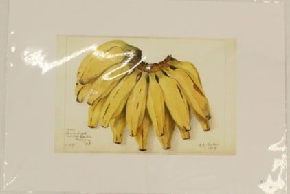 Archival Print of Bananas