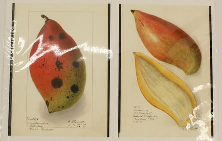 Archival Print of Mangoes