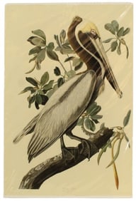 J.J. Audubon Brown Pelican Archival Print