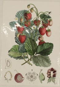 Archival Print of Strawberries