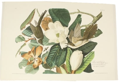 R. Havell & Son Bird Archival Print