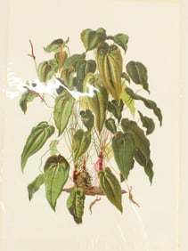 Archival Print of Antherium Maximillian