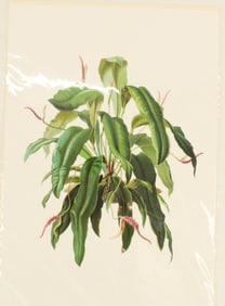 Archival Print of Aroideae Maximillian