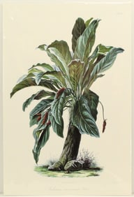 Anthurium Crassinervium Archival Print