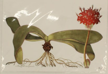Archival Print of Epidendrum Flowers