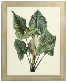 After H. Schott Poster of Arum Concinnatum