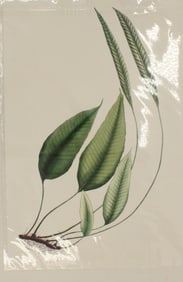 Archival Print of Ferns