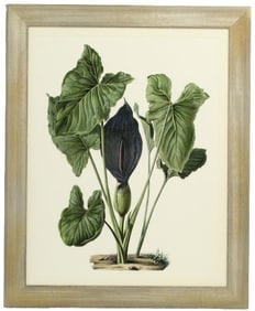 After H. Schott Poster of Arum Nigrum (Black Arum)
