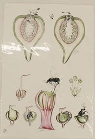 Archival Print of Pitcher Plant