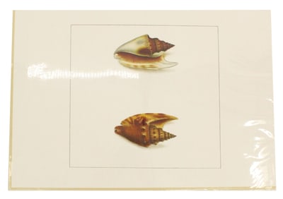 Thomas Martyn (19th C) UK, Archival Print