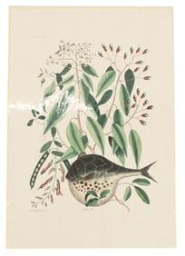 Mark Catesby (1683-1749) English, Archival Print