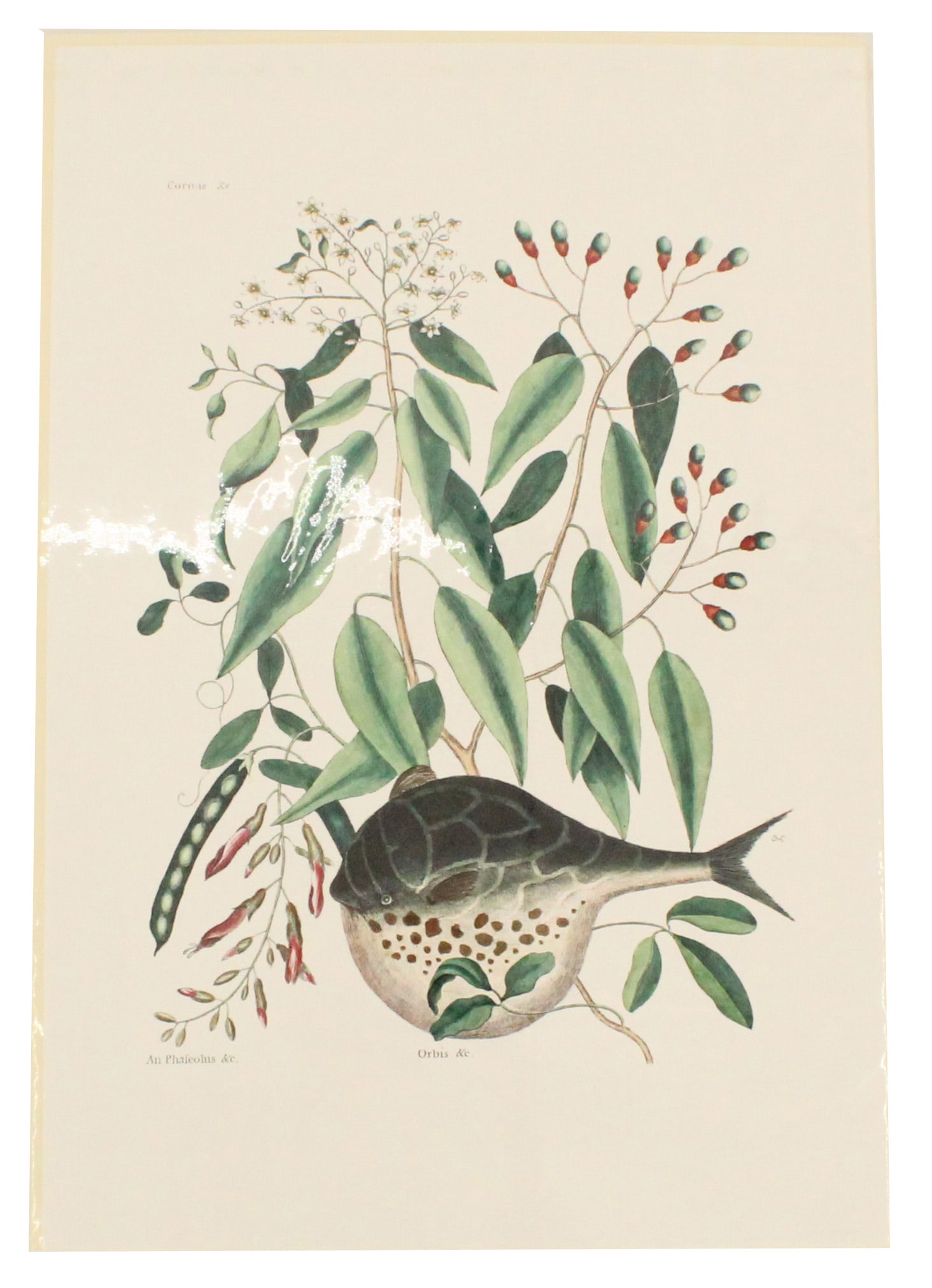 Mark Catesby (1683-1749) English, Archival Print: Mark Catesby (1683-1749) English, Archival Print. This 18th cenury American globe fish was created by Englishman Mark Catesby. Amongst the first images of the New World to be made available. Size: 19