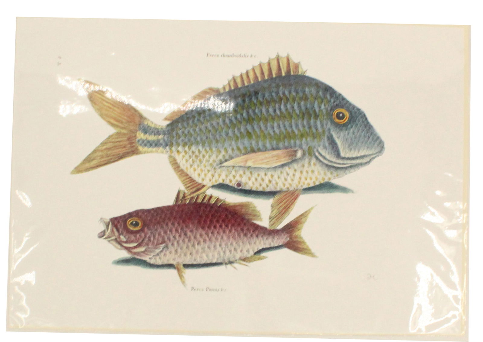 Mark Catesby (1683-1749) English, Archival Print: Mark Catesby (1683-1749) English, Archival Print. The Pork Fish and the School Master. Depicts two fish Size: 19 x 13 in. Mark Catesby (1683 - 1749) was active/lived in South Carolina / England. Mark