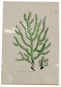 James Sowerby (1756-1822) UK, Archival Print