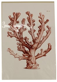 Archival Print Of Red Sea Coral