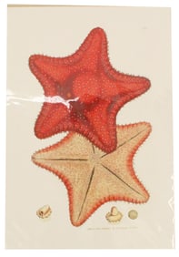 James Sowerby (1756-1822) UK, Archival Print