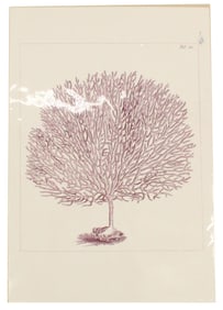 John Ellis, British, Archival Print