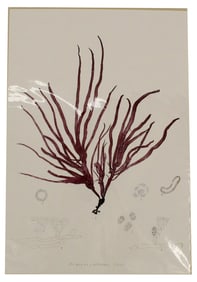 Archival Print Of Seaweed