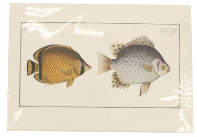 Marcus Bloch (1723-1799) German, Archival Print