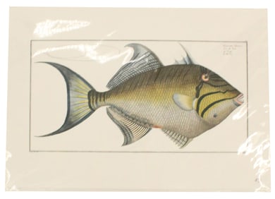 Marcus Bloch (1723-1799) German, Archival Print