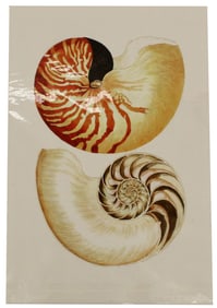 Archival Print Of Pair Of Shells