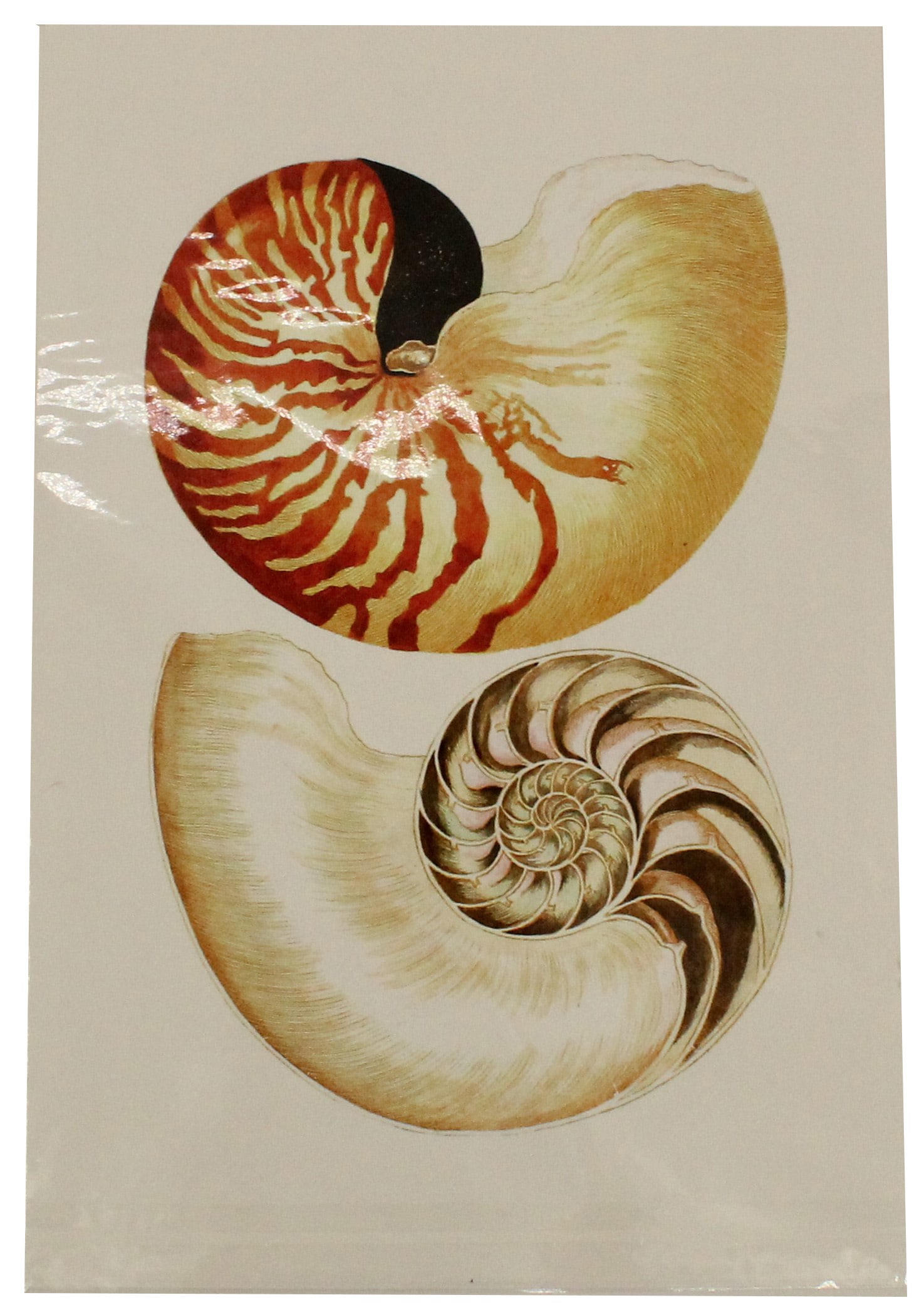 Archival Print Of Pair Of Shells (1 of 3)