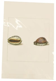 Archival Print Of Pair Of Shells