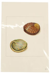 Archival Print Of Shells