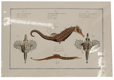 Marcus Bloch (1723-1799) German, Archival Print