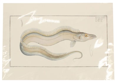 Marcus Bloch (1723-1799) German, Archival Print