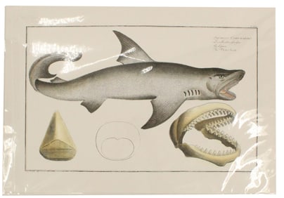 Marcus Bloch (1723-1799) German, Archival Print