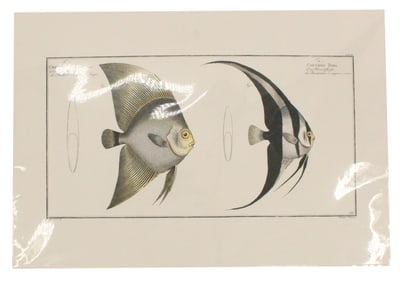 Marcus Bloch (1723-1799) German, Archival Print