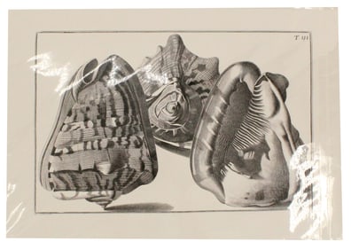Archival Print of Three Conch Shells