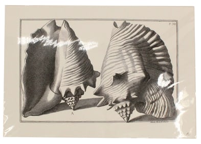 Archival Print Of Shells