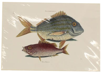 Mark Catesby (1683-1749) English, Archival Print