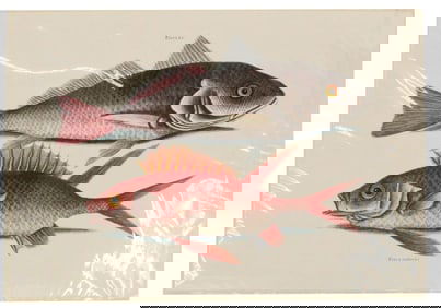 Mark Catesby (1683-1749) English, Archival Print