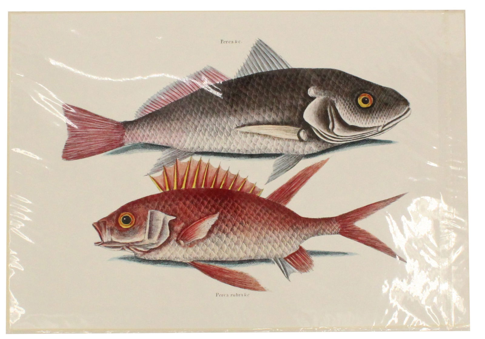 Mark Catesby (1683-1749) English, Archival Print: Mark Catesby (1683-1749) English, Archival Print. Depicts a croker (Atlantic croaker) & squirrelfish. Size: 19 x 13 in. Mark Catesby (1683 - 1749) was active/lived in South Carolina / England. Mark Ca