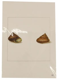 Archival Print Of Shells
