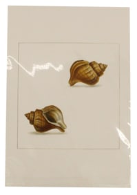 Archival Print Of Shells