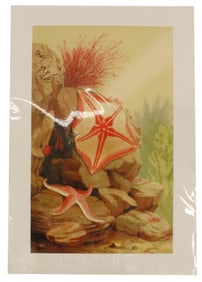 Philip Gosse (1810-1888) UK, Archival Print