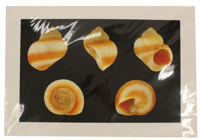 Archival Print Of Shells