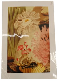 Philip Gosse (1810-1888) UK, Archival Print