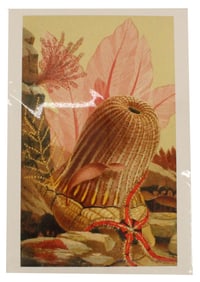 Philip Gosse (1810-1888) UK, Archival Print