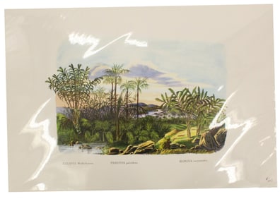 Carl Martius (1794-1868) German, Archival Print