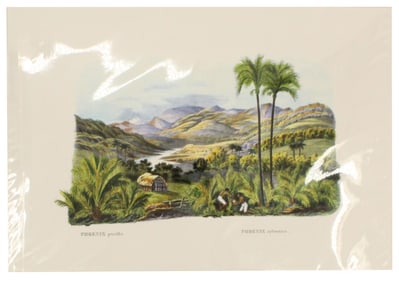 Carl Martius (1794-1868) German, Archival Print