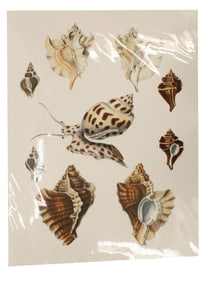 Arthur Adams (1820-1878) English, Archival Print