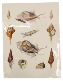 Arthur Adams (1820-1878) English, Archival Print