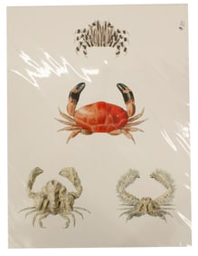 Archival Print of Crabs