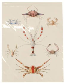 Arthur Adams (1820-1878) English, Archival Print