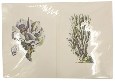 John Ellis, British, Archival Print